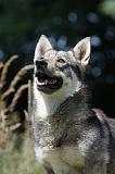 VASGOTASPETS 051
